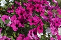 Beautiful bright flowering petunia