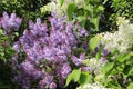 Beautiful bright flowering spring bush of lilac