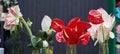 Beautiful and bright flowers Anthurium and Amaryllis, white and red color close-up