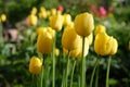 beautiful bright flowers in the garden on a summer day