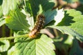 Beautiful bright fluffy caterpillar closeup on leaves Royalty Free Stock Photo
