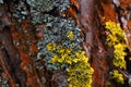 Bark of apple tree, covered with red, gray, yellow mosses, lichens, mushrooms Royalty Free Stock Photo