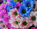 Pretty Bright Fresh cut Colorful Daisy Bouquet Closeup Flowers Royalty Free Stock Photo