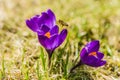 Beautiful bright fresh purple crocus, saffron flower Royalty Free Stock Photo