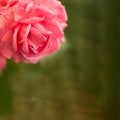 Beautiful bright garden red rose close up on a green blurred background Royalty Free Stock Photo