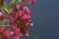Beautiful bright fuchsia pink Bougainvillea