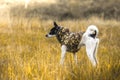 Beautiful bright full growth photo of a dog in a yellow field. Travel photo, best friend. Basenji in clothes Royalty Free Stock Photo