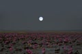 Bright full moon over lotus flower sea in early morning Royalty Free Stock Photo