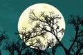 beautiful bright full moon rise behind tree branches