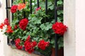 Beautiful bright geranium blooms on the windowsill