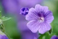 Beautiful and bright Geranium flower growing in a backyard garden on a spring day. Closeup detail of a vibrant purple