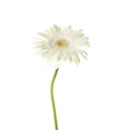 Beautiful bright gerbera flower on white