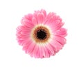 Beautiful bright gerbera flower on white background