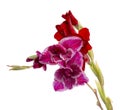 beautiful bright gladiolus flower isolated on the white Royalty Free Stock Photo