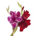 beautiful bright gladiolus flower isolated on the white Royalty Free Stock Photo