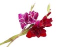 beautiful bright gladiolus flower isolated on the white Royalty Free Stock Photo