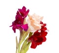 beautiful bright gladiolus flower isolated on the white Royalty Free Stock Photo