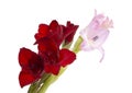 beautiful bright gladiolus flower isolated on the white Royalty Free Stock Photo