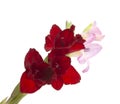 beautiful bright gladiolus flower isolated on the white Royalty Free Stock Photo