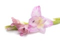 beautiful bright gladiolus flower isolated on the white Royalty Free Stock Photo