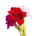 beautiful bright gladiolus flower spring bouquet isolated on the white Royalty Free Stock Photo