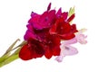 beautiful bright gladiolus flower spring bouquet isolated on the white Royalty Free Stock Photo
