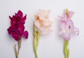 beautiful bright gladiolus flower spring bouquet on the white Royalty Free Stock Photo
