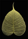 Golden vein leaf of Bodhi on back background