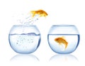 Beautiful bright goldfish jumping out of water on white background Royalty Free Stock Photo