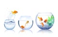 Beautiful bright goldfish jumping out of water on white background Royalty Free Stock Photo