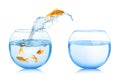 Beautiful bright goldfish jumping out of water on white background Royalty Free Stock Photo