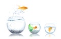 Beautiful bright goldfish jumping out of water on white background Royalty Free Stock Photo