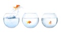 Beautiful bright goldfish jumping out of water on white background. Banner design Royalty Free Stock Photo