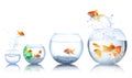 Beautiful bright goldfish jumping out of water on white background. Banner design Royalty Free Stock Photo