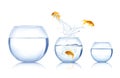 Beautiful bright goldfish jumping out of water on white background Royalty Free Stock Photo