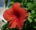 A beautiful, bright, gorgeous large red hibiscus in bloom