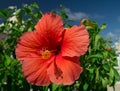 A bright, large red hibiscus in flower