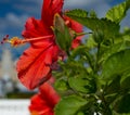 A beautiful, bright, gorgeous large red hibiscus