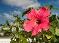 A beautiful, bright, gorgeous large red hibiscus in flower in the Caribbean