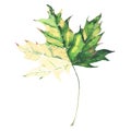 Beautiful bright graphic tender herbal floral autumn green and yellow maple leaf watercolor