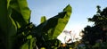 Beautiful bright green banana leaves against the blue sky. Tropical motives. Holiday concept under palm trees Royalty Free Stock Photo