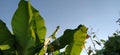 Beautiful bright green banana leaves against the blue sky. Tropical motives. Holiday concept under palm trees Royalty Free Stock Photo