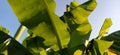 Beautiful bright green banana leaves against the blue sky. Tropical motives. Holiday concept under palm trees Royalty Free Stock Photo