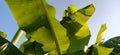 Beautiful bright green banana leaves against the blue sky. Tropical motives. Holiday concept under palm trees Royalty Free Stock Photo