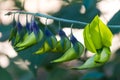 Beautiful bright green and blue or puple Rattlepod - also now as Crotalaria - plant