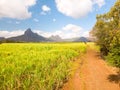 Beautiful bright green landscape of sugarcane fields in front of the black river national park mountains on Mauritius Royalty Free Stock Photo