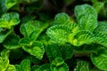 Beautiful bright Green leaves mint plant texture and detail of leaves with copy space