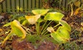 Beautiful bright green leaves ornamental plant Hosta. Autumn fading yellow-green leaves of Hosta. Foliage of the Hosta