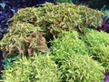 A beautiful, bright, green, leaves, plants, coleus Royalty Free Stock Photo