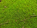 Beautiful Bright Green moss grown up cover the rough stones and on the floor in the forest Royalty Free Stock Photo